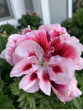 Geranium Live Plant, 6" Pot, White/Mahroon Perennial, 16-18" Tall, Pelargonium spp.