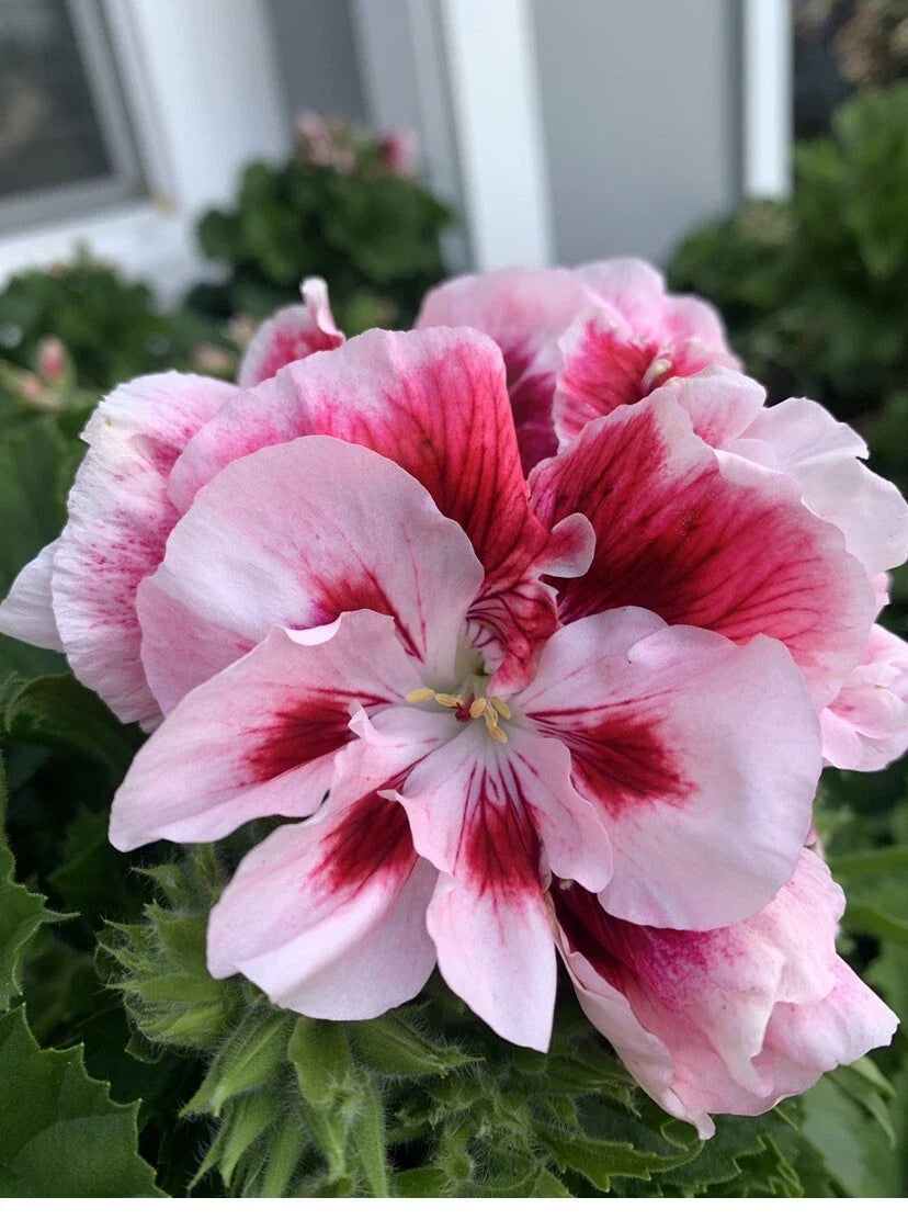 Geranium Live Plant, 6" Pot, White/Mahroon Perennial, 16-18" Tall, Pelargonium spp.