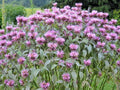 Wild Bergamot Flower Seeds - 300+ Count - Monarda - Native Wildflower for Garden & Container Planting