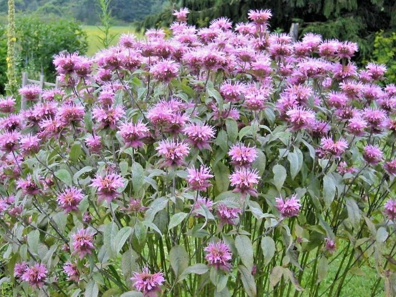 Wild Bergamot Flower Seeds - 300+ Count - Monarda - Native Wildflower for Garden & Container Planting