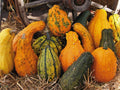 Lunch Lady Gourd Seeds - Fresh Seed for Planting - Heirloom Vegetable Variety - Lagenaria siceraria