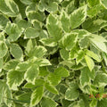 Variegated Ground Elder Live Plants Set of 2 - Aegopodium Podagraria 'Variegatum' - Deer Resistant, Zones 4-9, Medicinal Uses