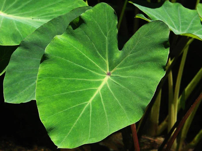 Green Taro Plant - Tropical Aquatic Marginal Bog Plant - Colocasia esculenta - Buy 2 Get 1 Free
