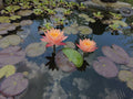 Hardy Water Lily Rhizome - Pink & Yellow Multicolored - Rare Aquatic Plant - Nymphaea spp. - Bare Root for Ponds