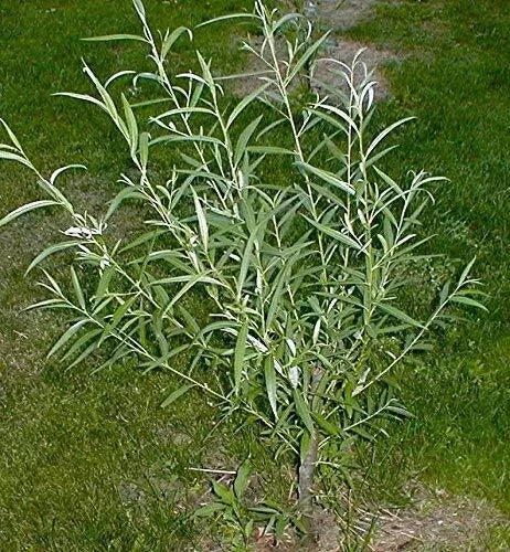 Austree Hybrid Willow Tree Cuttings - 200 Thick Cuttings - Fast Growing, High Yield, Salix × sepulcralis