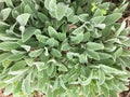 Lambs' Ear Starter Plants 8-12 Pack - Stachys byzantina - Bare Root Ground Cover