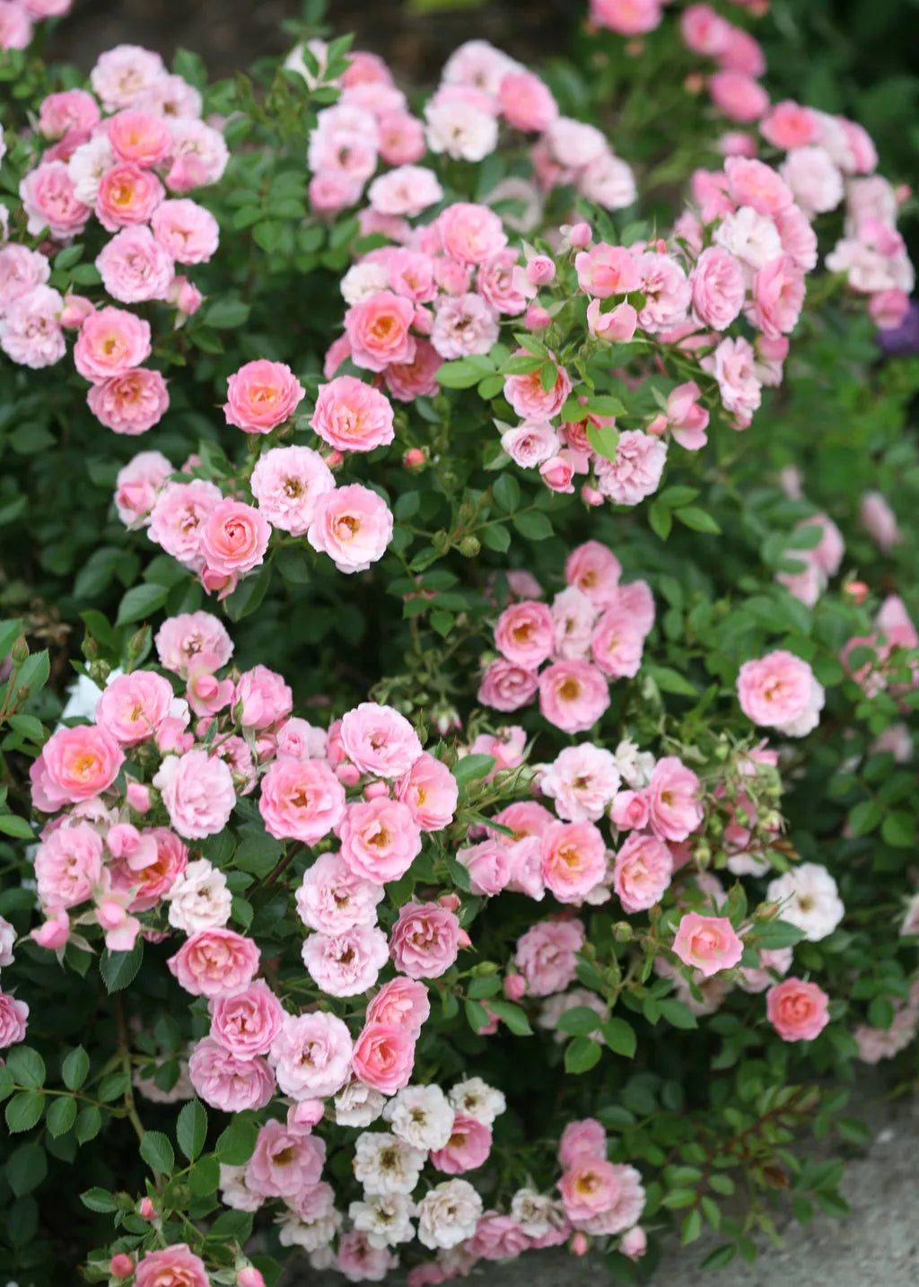 Organic Live Miniature Rose Cuttings - USA Pink Variety - Rosa spp.