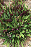 Fernwood Snake Plant Cuttings - 3 Unrooted Clippings - Sansevieria Trifasciata - Indoor Houseplant