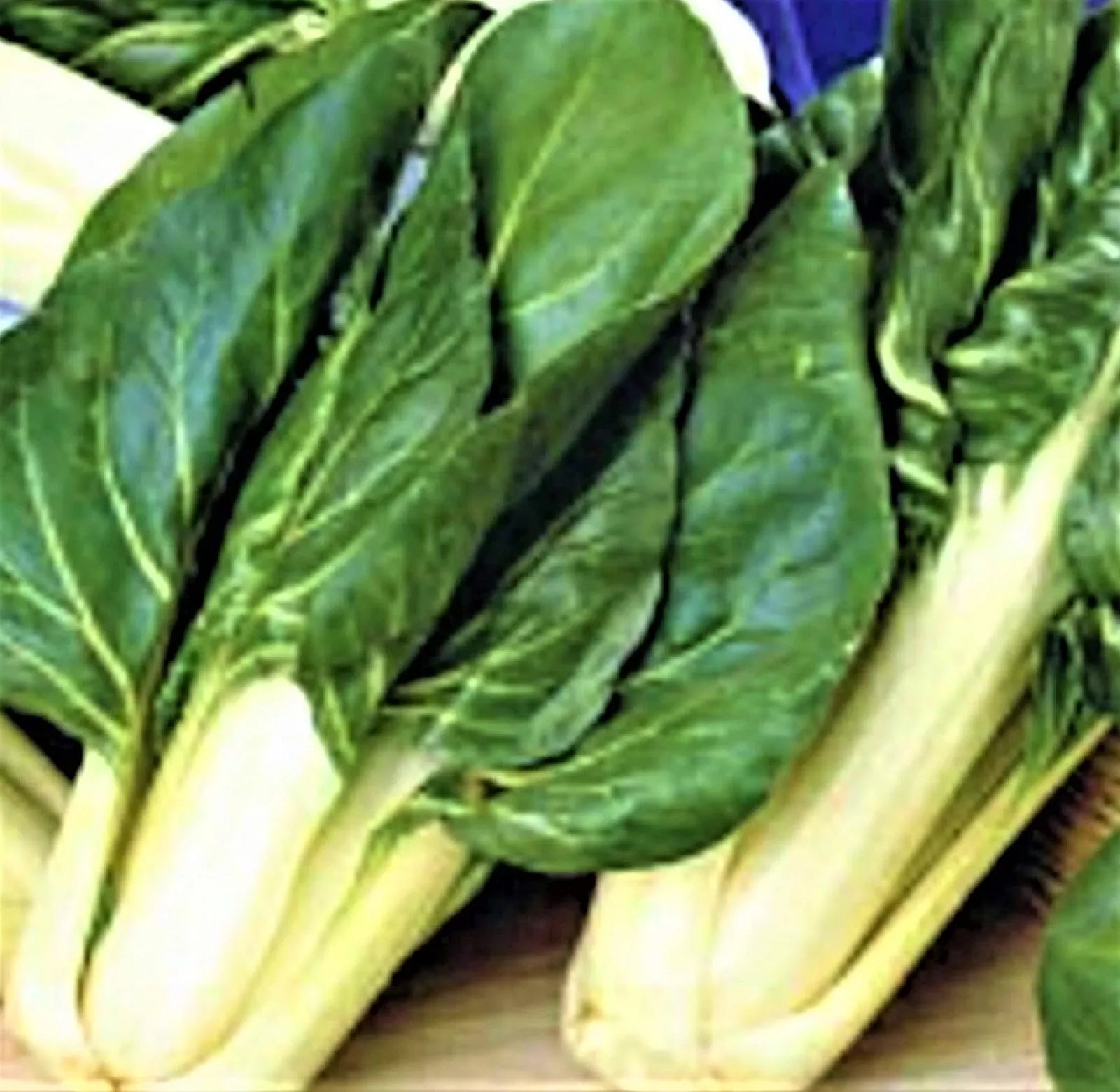 Swiss Chard Seeds 100+ Non-GMO Barese Variety for Home Gardening - Beta vulgaris subsp. cicla