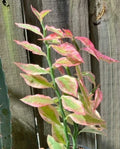 Devil's Backbone Plant Cuttings - 2 Fresh Cuttings with Extras - Euphorbia Tithymaloides