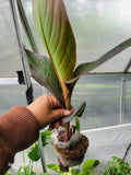 Red Canna Lily Plant 48"-60" Tall Purple Bronze Leaf Canna indica
