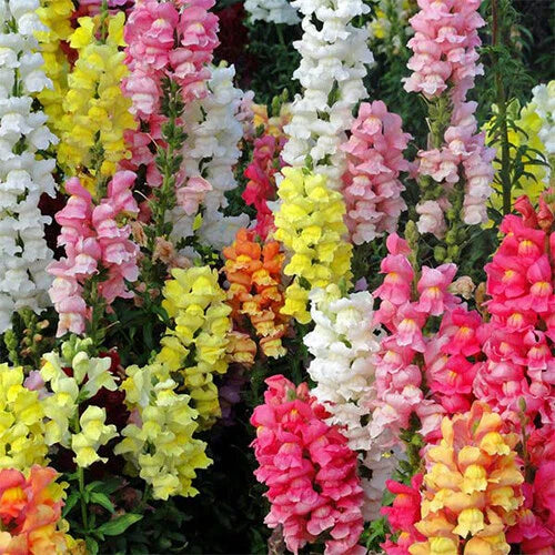 Magic Carpet Mix Snapdragon Seeds | Heirloom Edible Flowers | Antirrhinum majus | Garden Planting Supplies