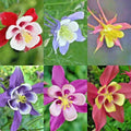 Columbine Seeds Mix - Perennial Native Wildflower for Shade Garden & Containers - Aquilegia spp.