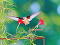 Cypress Vine Flower Seeds - 21+ Pack - Climbing Flowering Vine for Summer Garden - Ipomoea quamoclit