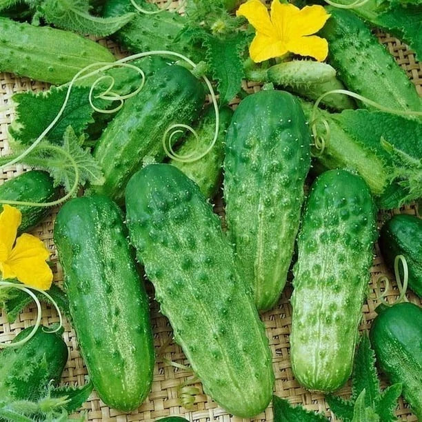 Parisian Gherkin Cucumber Seeds - AAS Winner - Fresh Mini Pickling Variety - Cucumis sativus
