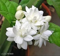 Double Petal Jasmine Live Plant 1 Gallon Pot - Jasminum - Fragrant Flowering Plant, 1 Year Old