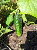 Cucumber Seeds 500 Count, Boston Pickling Heirloom, Non-GMO, Perfect for Pickling, Cucumis sativus