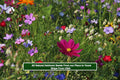 Wildflower Seed Mix - 250 Seeds - Serendipity's Heirloom Garden - Colorful Blend for Pollinators