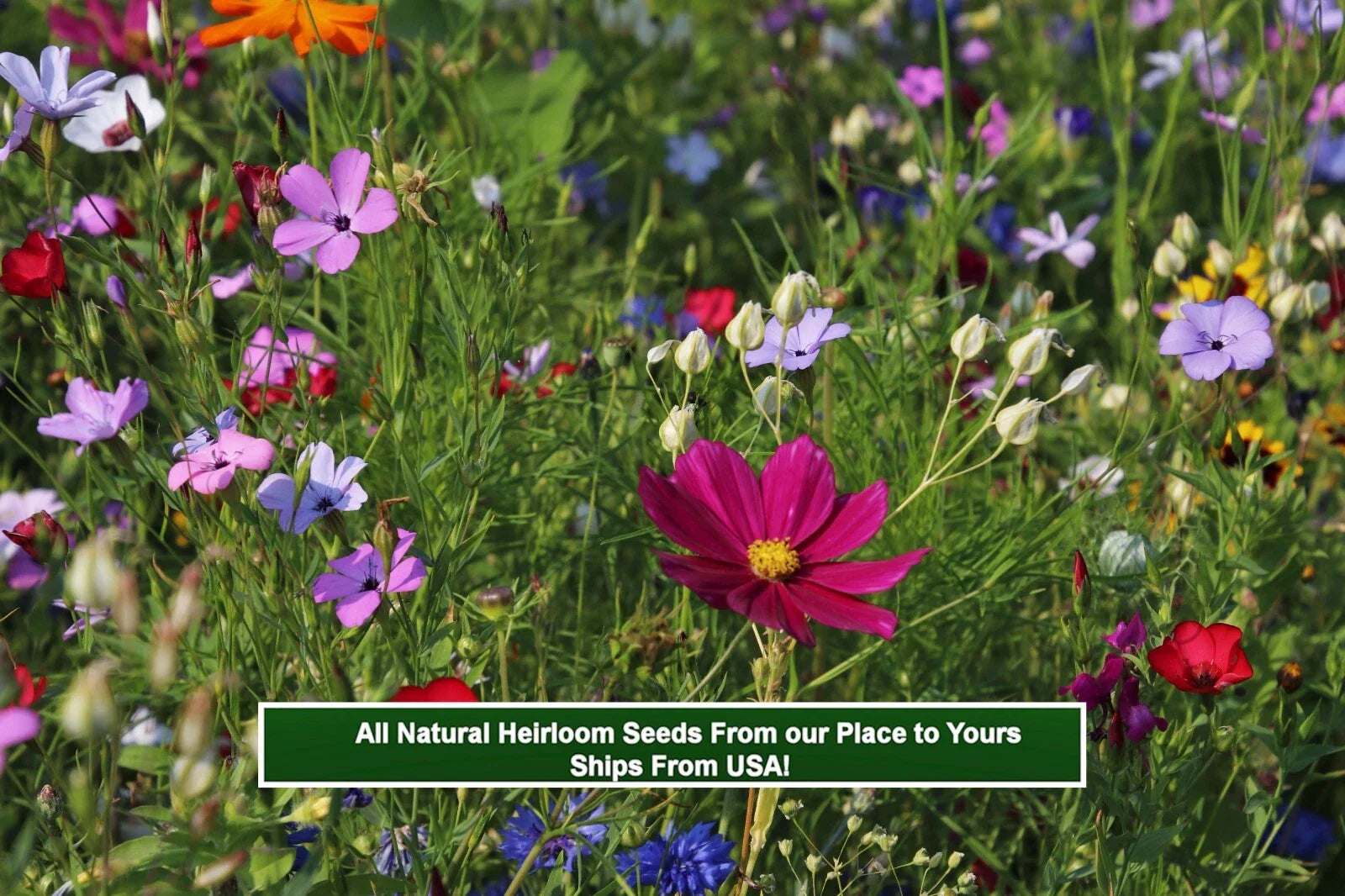 Wildflower Seed Mix - 250 Seeds - Serendipity's Heirloom Garden - Colorful Blend for Pollinators