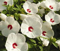 Huge Hardy White Hibiscus Live Plant Bare Root - Hibiscus grandiflorus - Ideal for Fall Planting