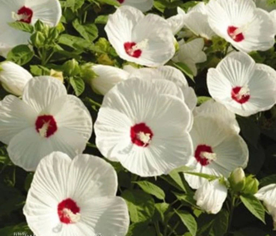 Huge Hardy White Hibiscus Live Plant Bare Root - Hibiscus grandiflorus - Ideal for Fall Planting