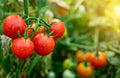 Tiny Tim Tomato Seeds - 100+ Seeds - Dwarf Variety - Solanum lycopersicum - Made in USA, Ships from Iowa