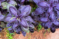 Purple Basil Herb Seeds - 200 Count, Ocimum basilicum, Heirloom Variety for Home Gardening and Culinary Use