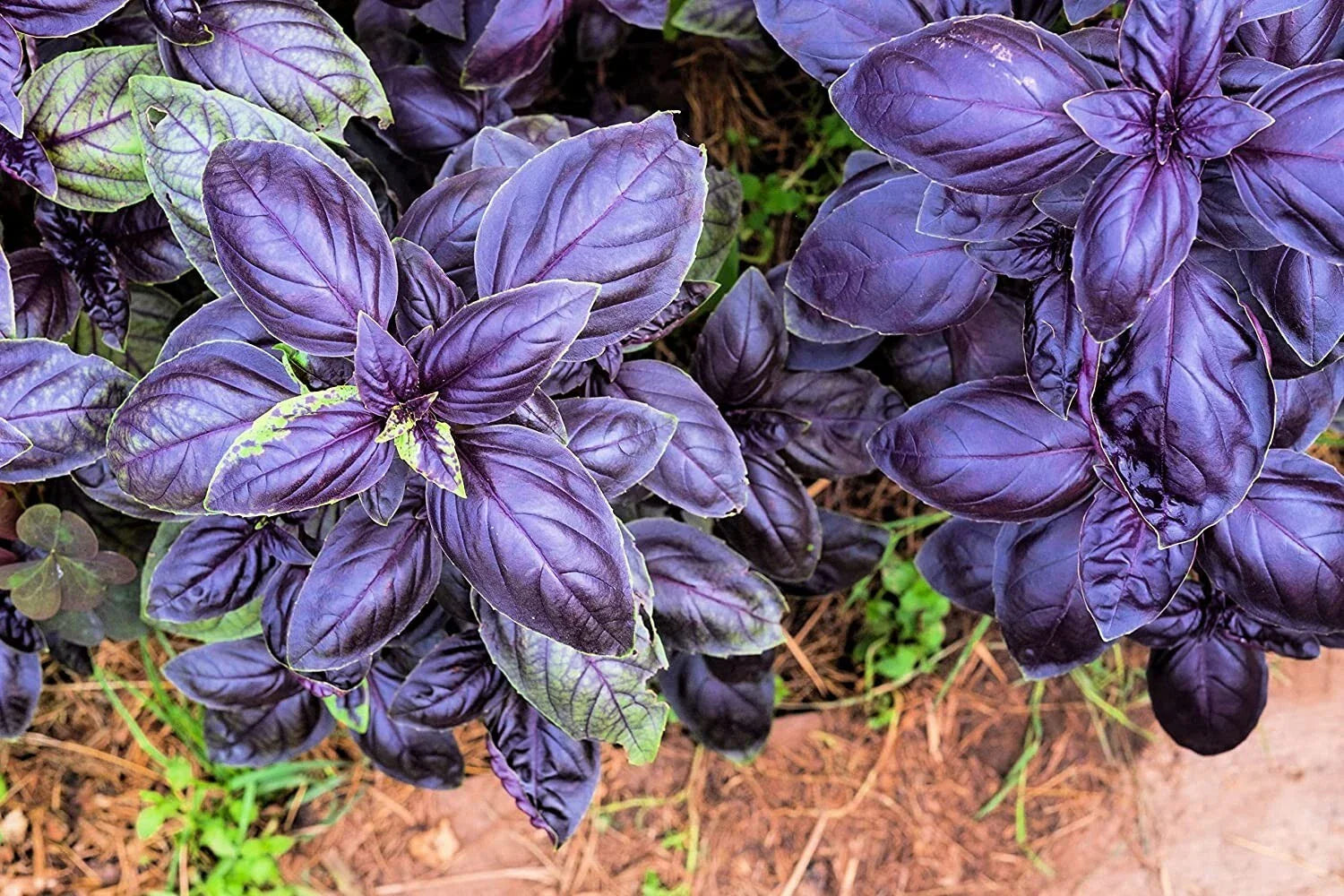 Purple Basil Herb Seeds - 200 Count, Ocimum basilicum, Heirloom Variety for Home Gardening and Culinary Use