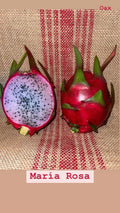 Dragon Fruit Cuttings - Mature “Maria Rosa” Variety - Hylocereus undatus