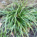 Mondo Grass Plugs 50 Count Evergreen Ground Cover Pips Ophiopogon japonicus Bare Root