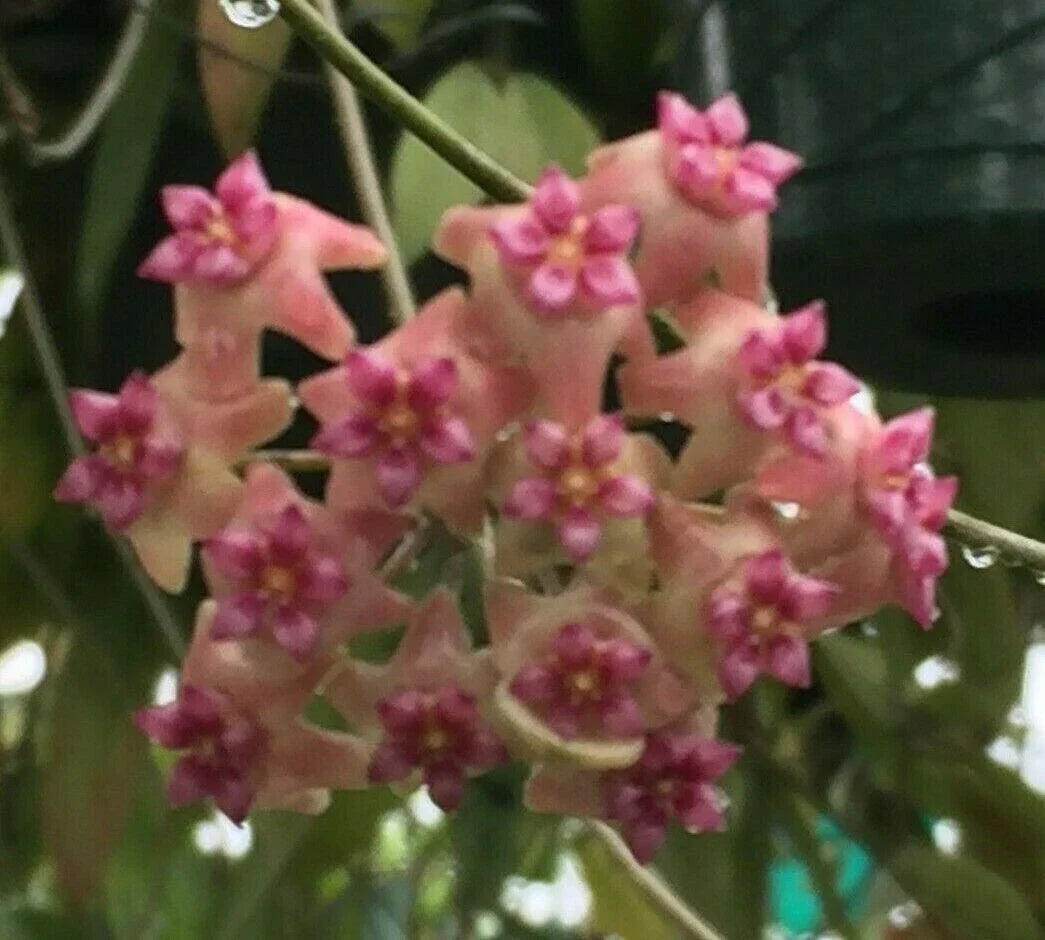 Hoya UT 039 Rooted Plant 2.5" Pot Live Houseplant