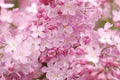 Blush Lilac Seeds - 25 Perennial Flower Seeds - Fragrant Flowers - Syringa vulgaris - US Seller