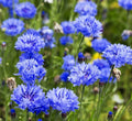 Dwarf Blue Cornflower Seeds 200+ Bachelor Button Wildflower Seeds (Centaurea cyanus) - Free Shipping