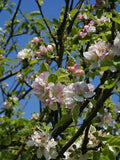 European Crab Apple Tree Seeds - 20 Seeds, Malus Sylvestris, French Crabapple, Hardy Fruit Tree for Gardens