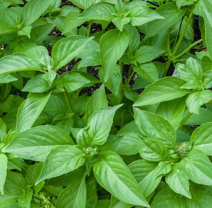 LEMON BASIL SEEDS 600+ Non-GMO Annual Herb for Culinary Garden (Ocimum basilicum)