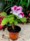 Geranium Live Plant 6-8” White and Purple Combination Pelargonium spp.