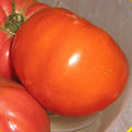 Giant Belgian Pink Tomato Seeds - Heirloom Variety, Fresh Seed for Home Gardening - Solanum lycopersicum