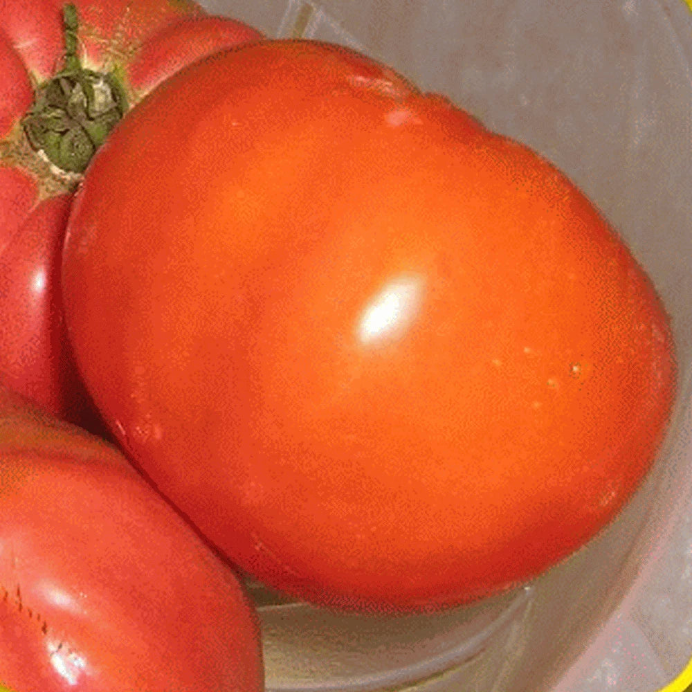 Giant Belgian Pink Tomato Seeds - Heirloom Variety, Fresh Seed for Home Gardening - Solanum lycopersicum