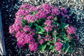 Pentas Seeds 100 Count New Look Violet Pentas lanceolata - Flowering Plant Seeds for Garden or Landscape