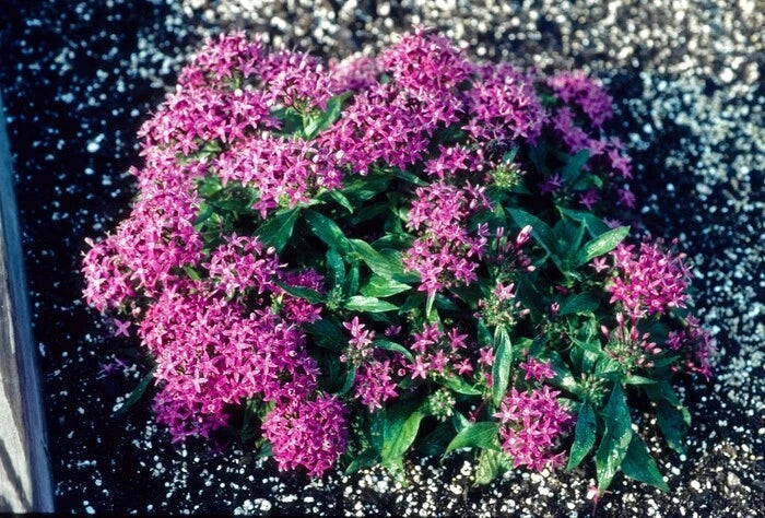 Pentas Seeds 100 Count New Look Violet Pentas lanceolata - Flowering Plant Seeds for Garden or Landscape