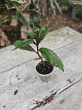 Okinawa Spinach Live Starter Plant 4" Gynura Crepioides Edible Vegetable for Food Forest