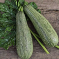 Grey Zucchini Summer Squash Seeds, Mexican Grey Squash, Lebanese Variety, Cucurbita pepo, Heirloom Seeds, Free Shipping