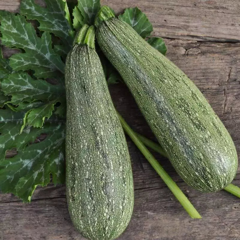 Grey Zucchini Summer Squash Seeds, Mexican Grey Squash, Lebanese Variety, Cucurbita pepo, Heirloom Seeds, Free Shipping