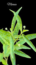 Rare Marusa Plant – Live Amazonian Master Plant, Pfaffia iresinoides, Unique Medicinal Herb
