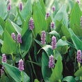 Purple Pickerel Rush Plants (Set of 2) - Aquatic Perennial, 6-8 Inches Tall, Pontederia cordata, Ideal for Ponds and Water Gardens
