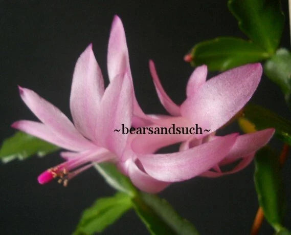 Schlumbergera Starter Plant - Exotica Agnetha - Christmas Cactus - Indoor Houseplant