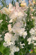 Sweet Pea 50 Seeds - Piggy Sue Variety - Garden Planting - USA Grown