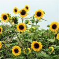 Sunflower Seeds - Henry Wilde Yellow - Multiple Blooms - Attracts Birds, Bees & Butterflies - 100 Seeds