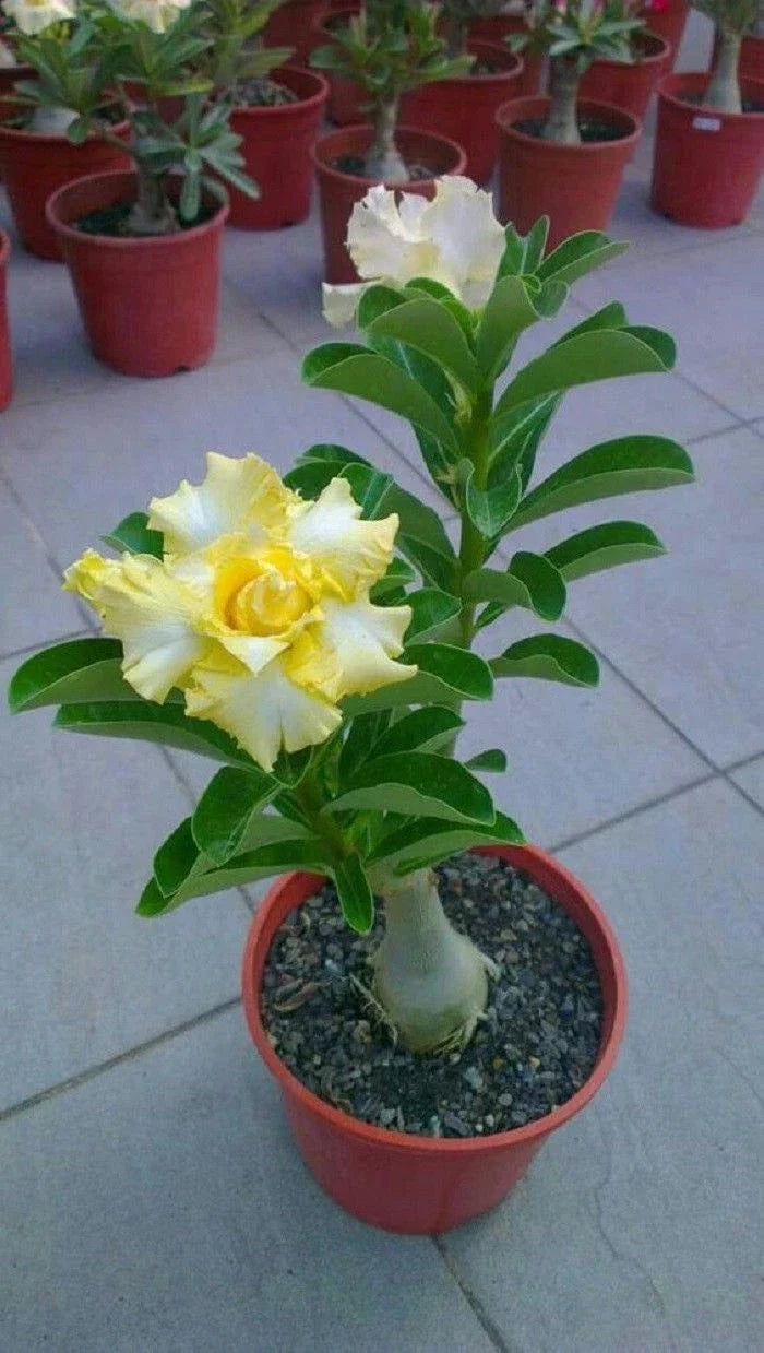 Rare Desert Rose Seeds - 4 Yellow White Adenium Perennial Flowers - US Seller