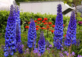 Dark Blue Delphinium Seeds - 100 Pack, Pacific Giants, Hardy Perennial, USA Grown